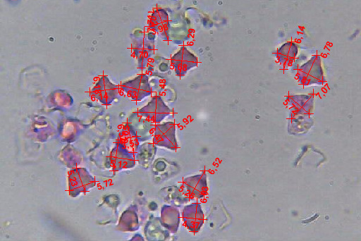 Altino con gli amici delle Marche